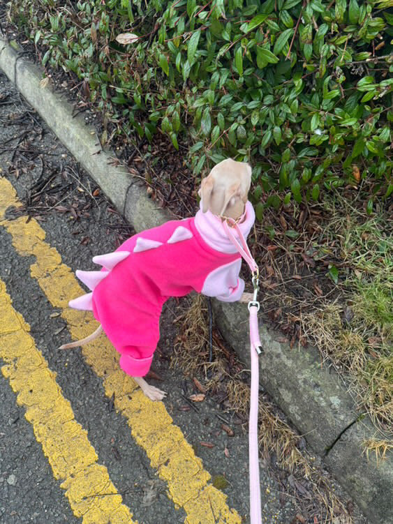 The “Biscuit” Purely Pink Dinosaur Onesie For Iggies & Whippets