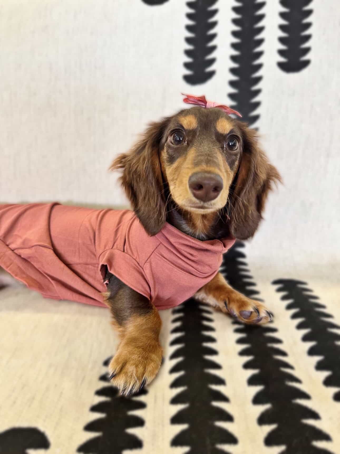 Bamboo Jersey T-Shirt Dachshund/Small Breed