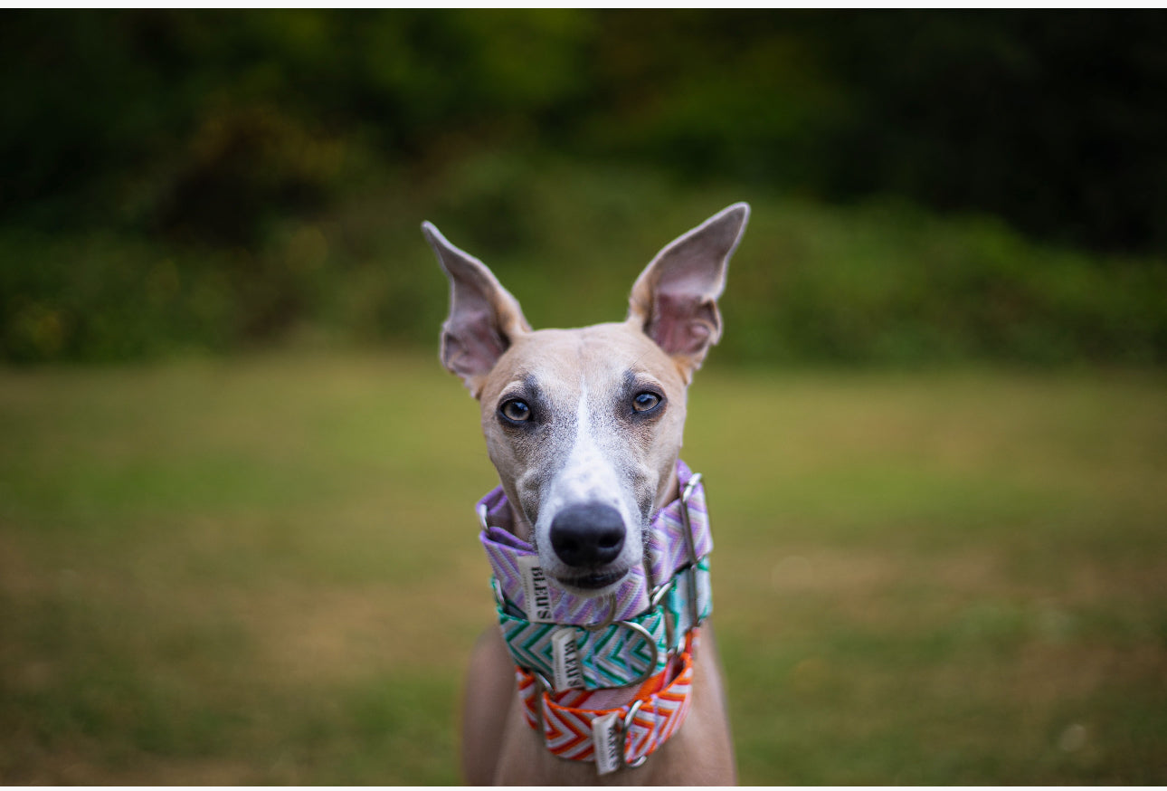 Chevron Martingale Collar