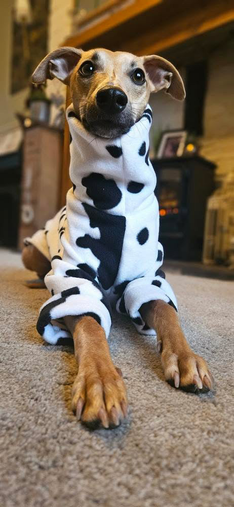Long Sleeve Cow Print Jumper