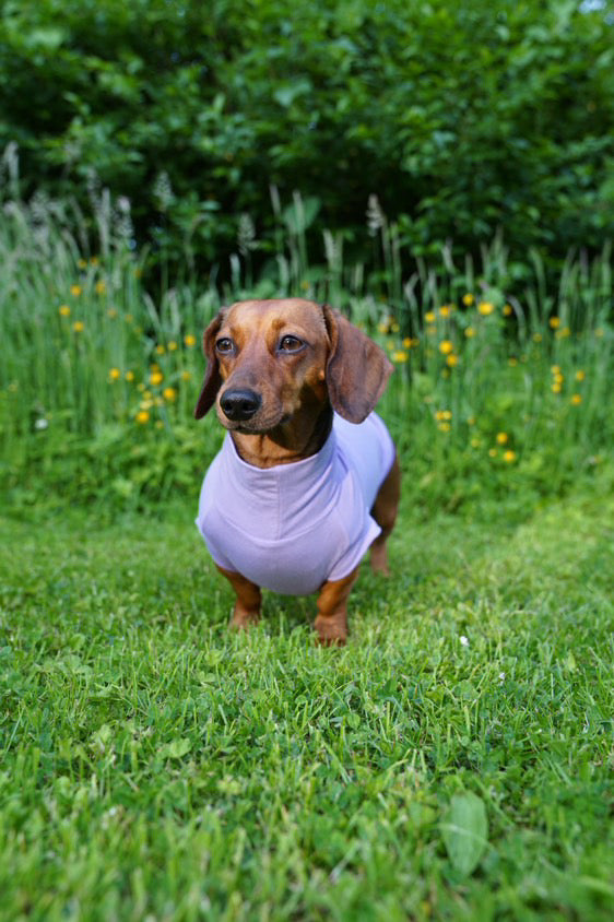 Bamboo Jersey T-Shirt Dachshund/Small Breed