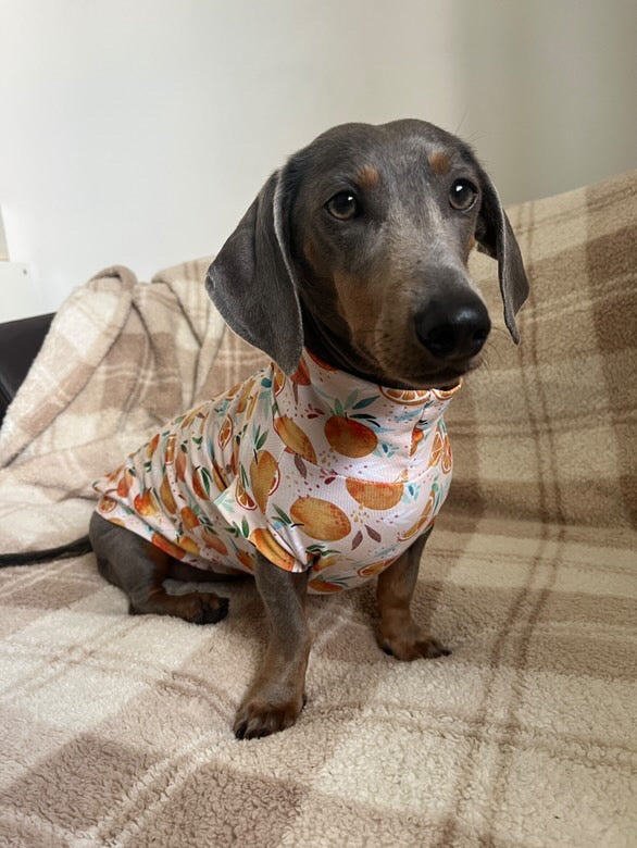 Clementine Jersey T-Shirt Dachshund/Small Breed