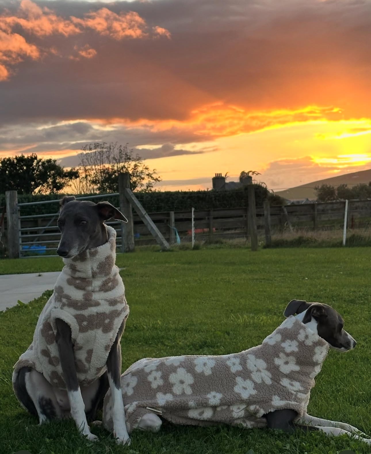 Bleu's Floral Sherpa Luxe Tankie For Whippets