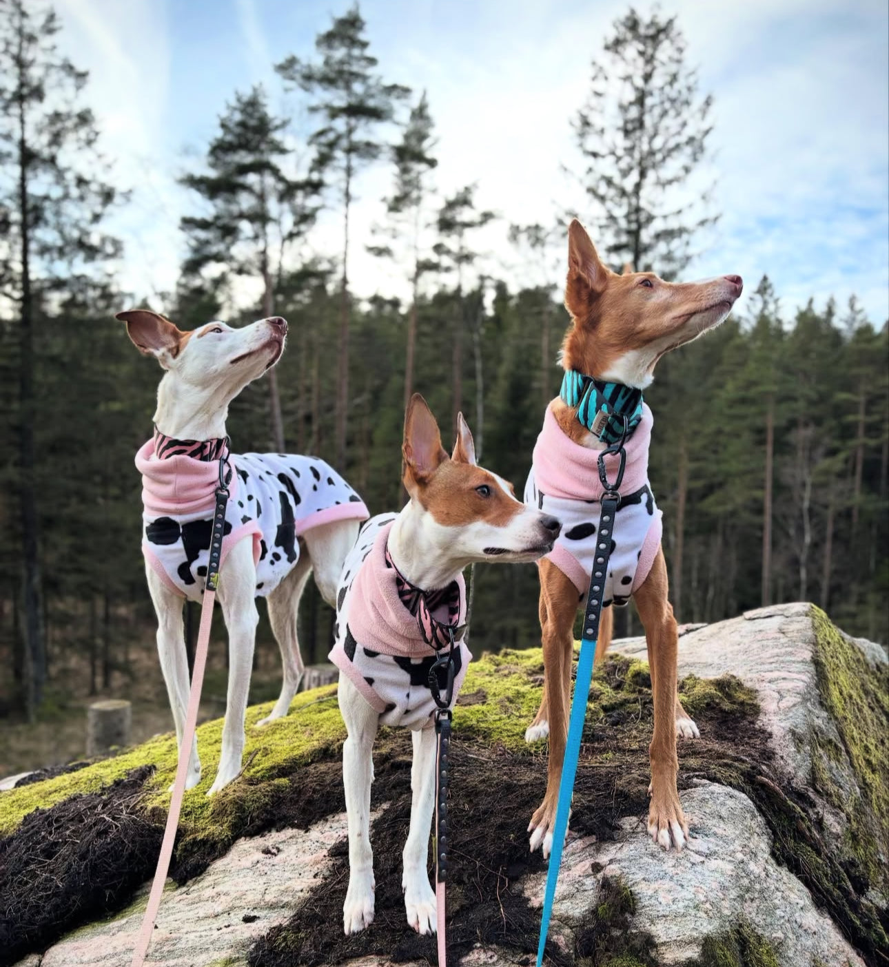 50mm Thick Zebra Martingale Collar