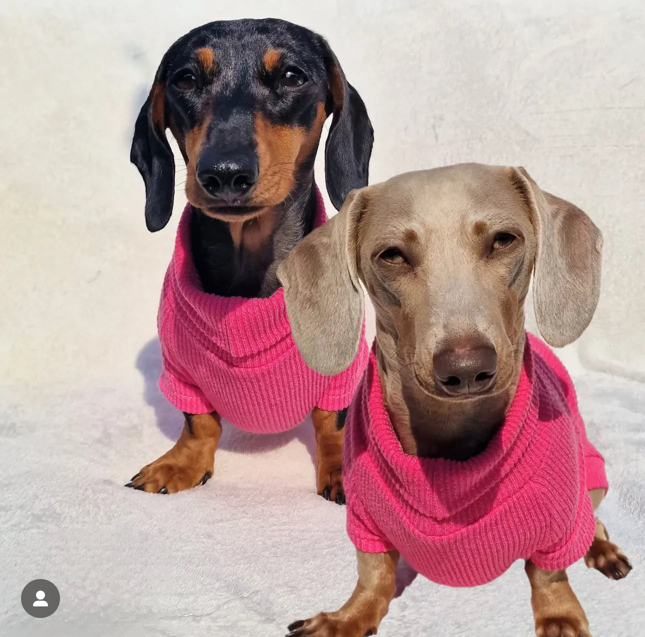 Crinkle Jersey Dachshund Tankie In Various Colours - Please leave colour choice in order notes.