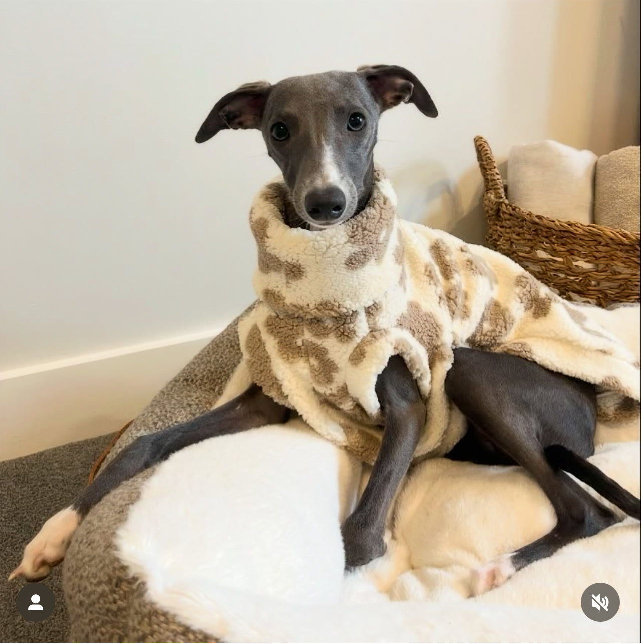 Bleu's Floral Sherpa Luxe Tankie For Whippets