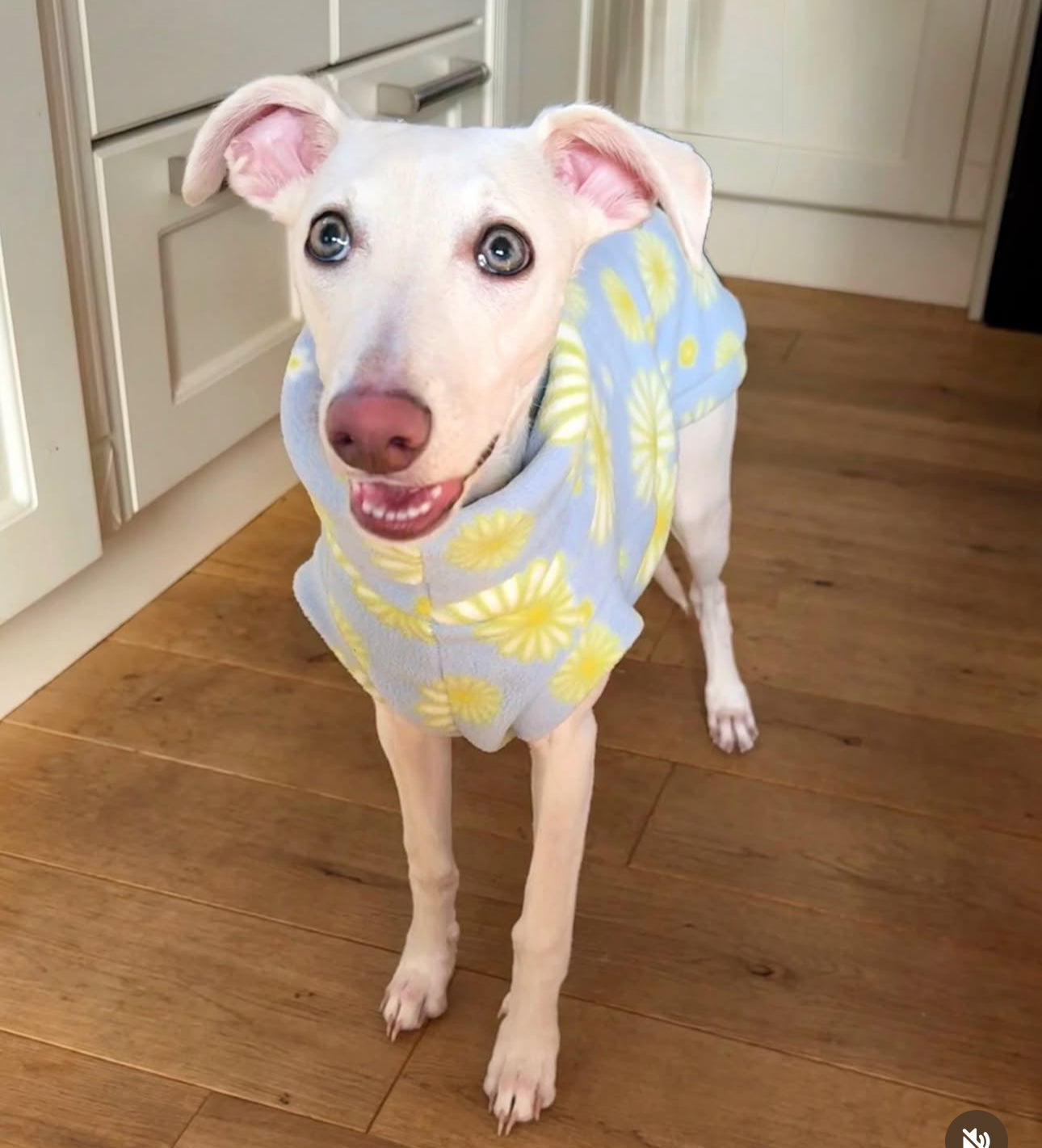 Bleu's Tankie For Whippets in Ditsy Daisy Print Fleece