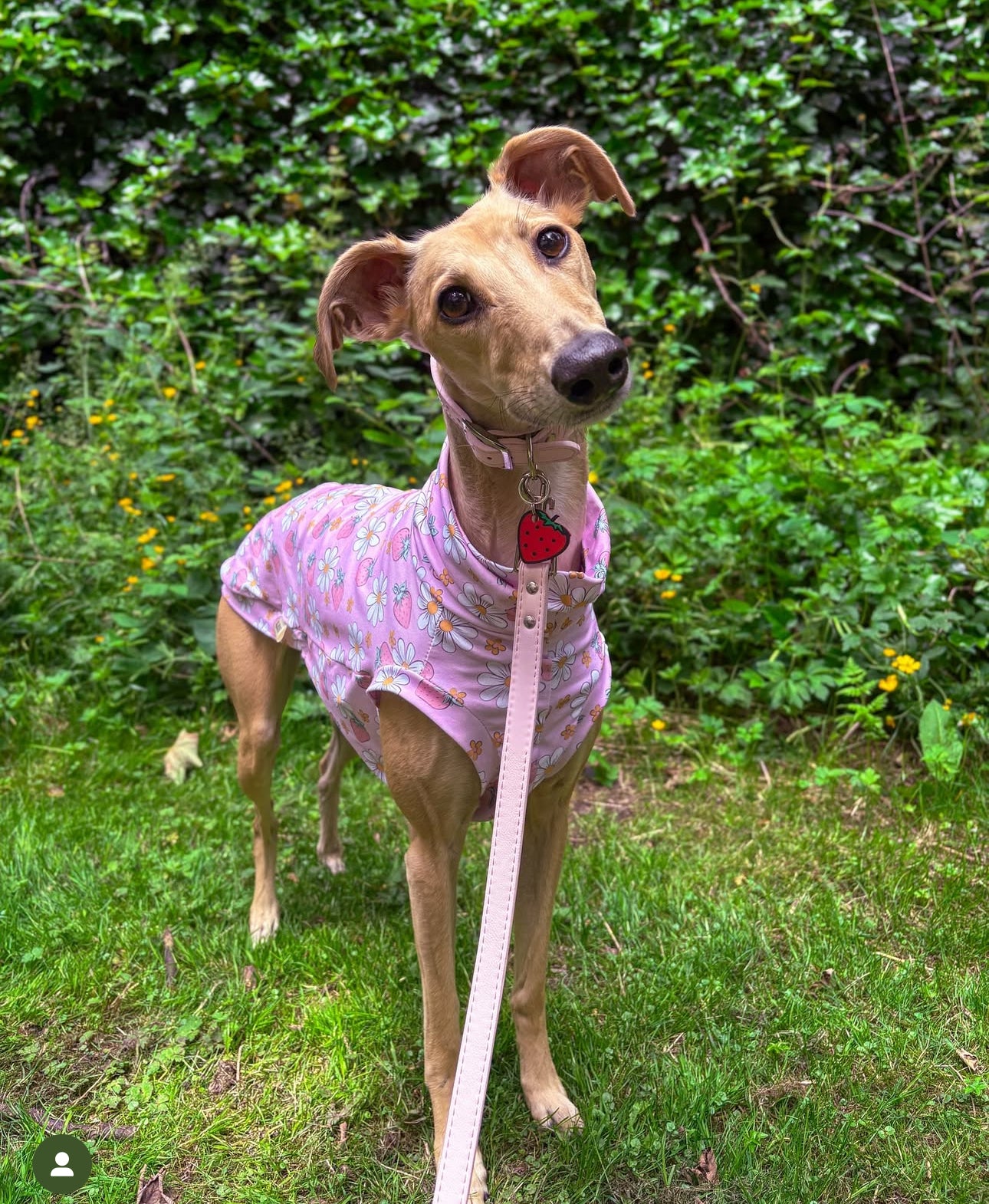 Strawberries & Daisies Whippet Jersey Tankie