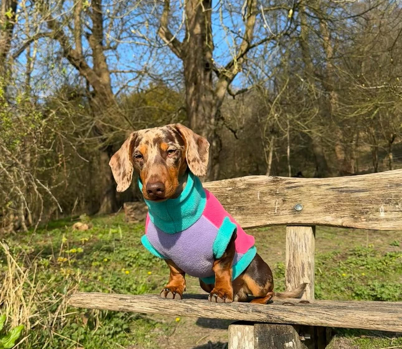 Malibu Trio Colour Sausage Dachshund/Small Breed Fleece Tankie