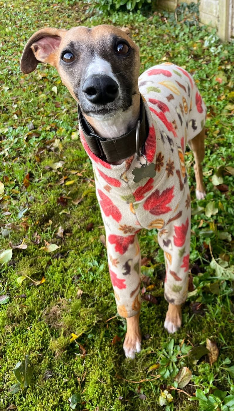 Autumn Spice Two Leg Jumper for all sighthound sizes