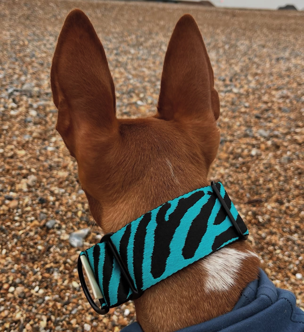 50mm Thick Zebra Martingale Collar
