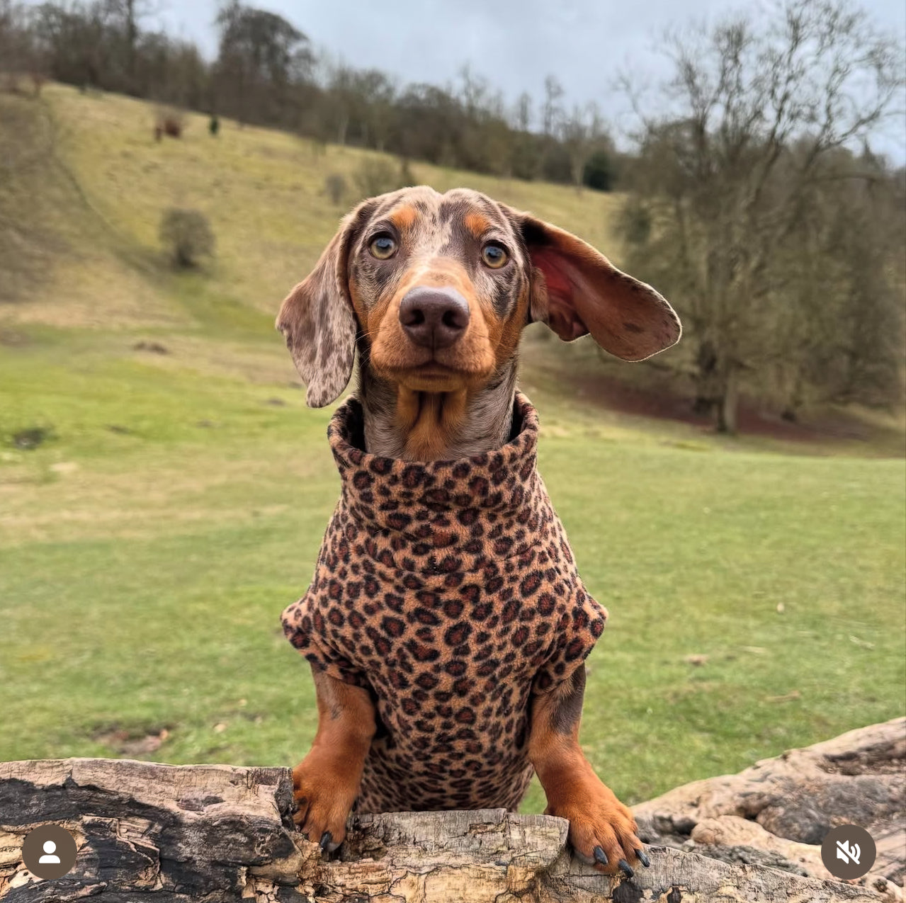 *NEW* Dachshund Leopard Print Tankie