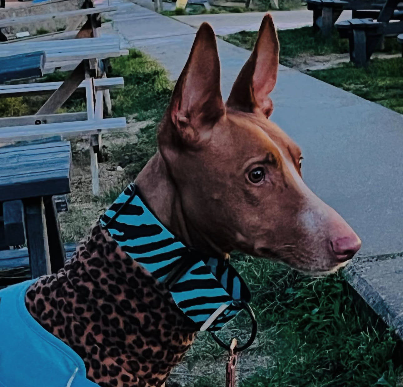 50mm Thick Zebra Martingale Collar