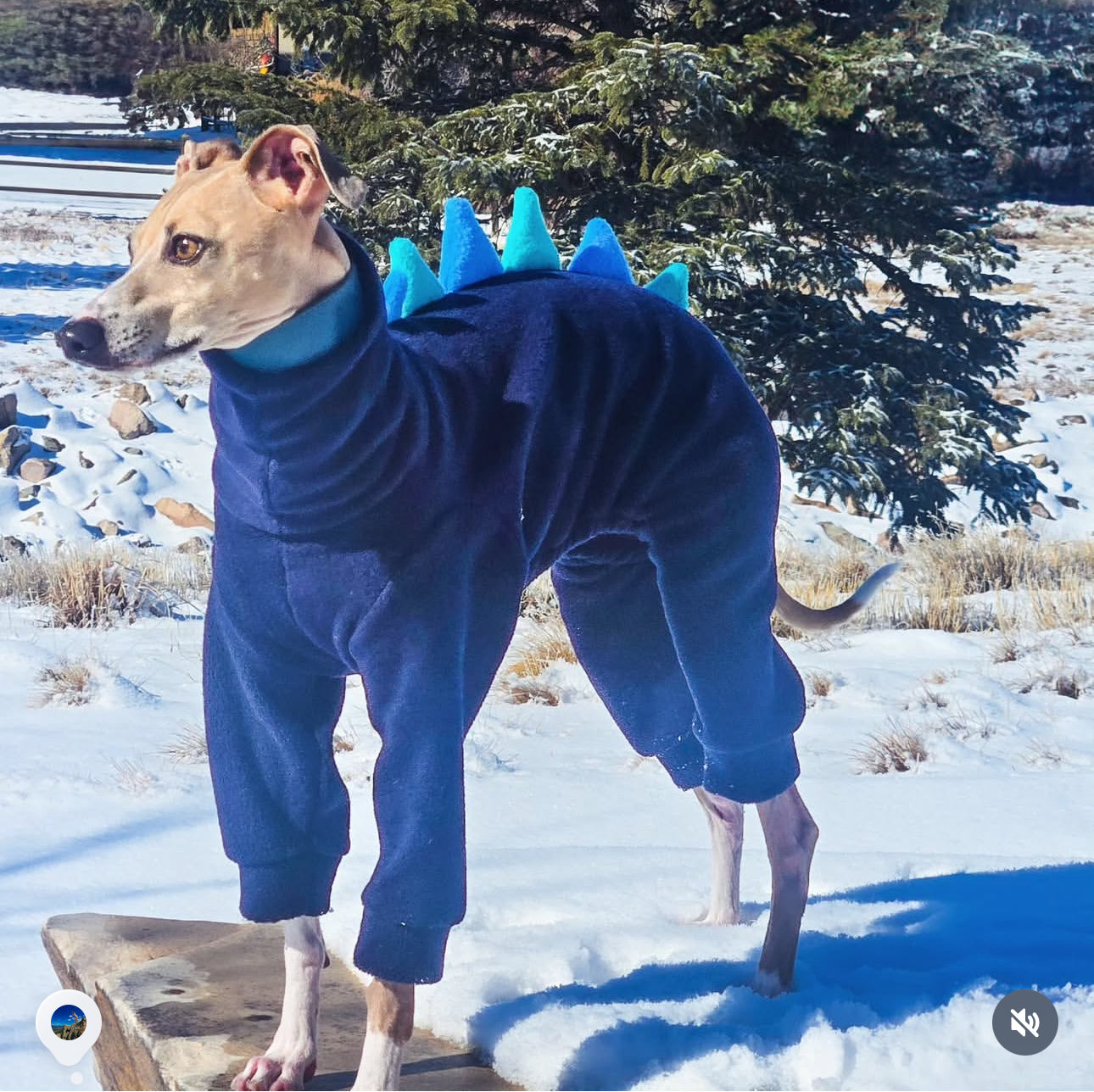The “ Mr Moo” Navy, Jade Green & Hyacinth Blue Dinosaur Onesie For Iggies & Whippets