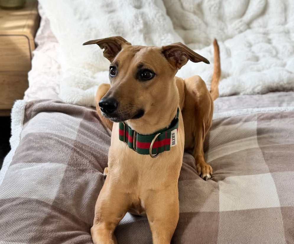 50mm Thick “PUCCI” Martingale Collar With Brass Hardware