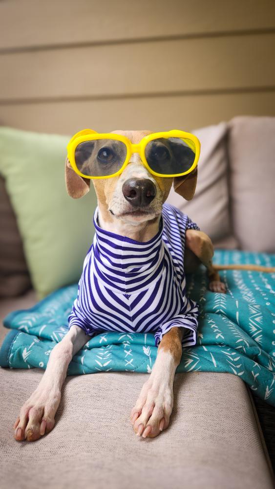 Long Sleeve Nautical Jersey Tee For All Sighthound Sizes
