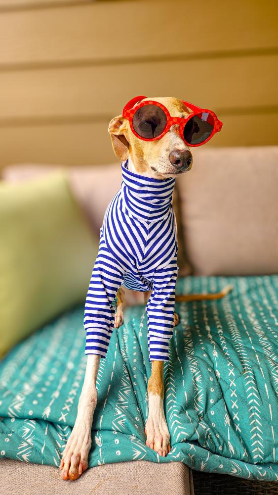 Long Sleeve Nautical Jersey Tee For All Sighthound Sizes