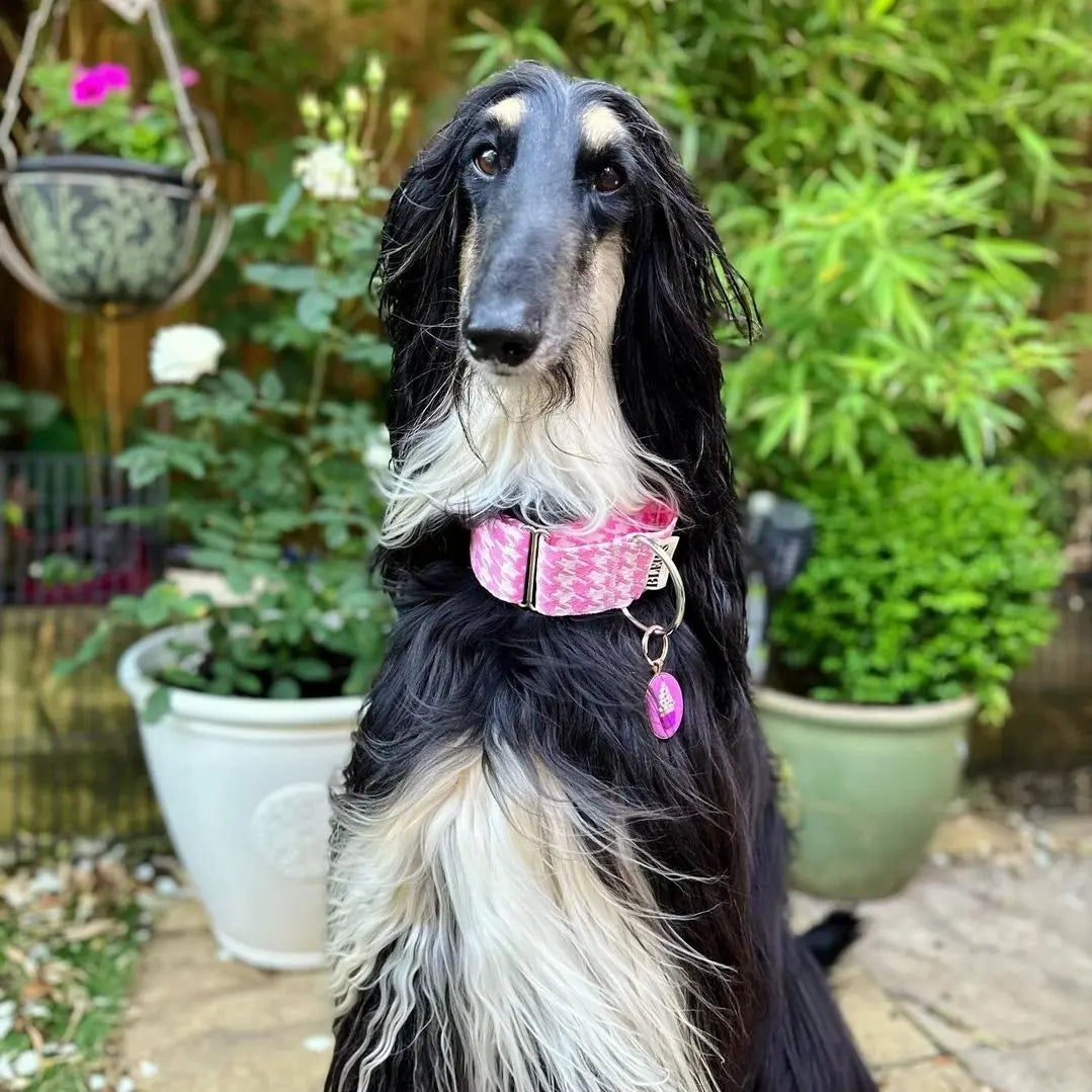 50mm Pink & White Houndstooth Martingale Collar
