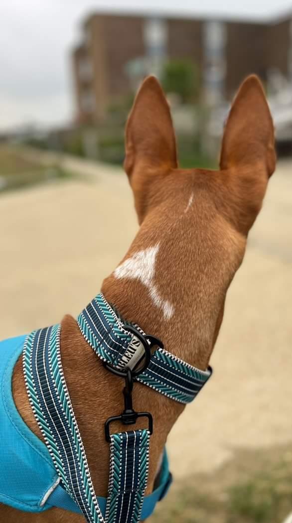 Turquoise Gatsby Martingale Collar & Lead Set