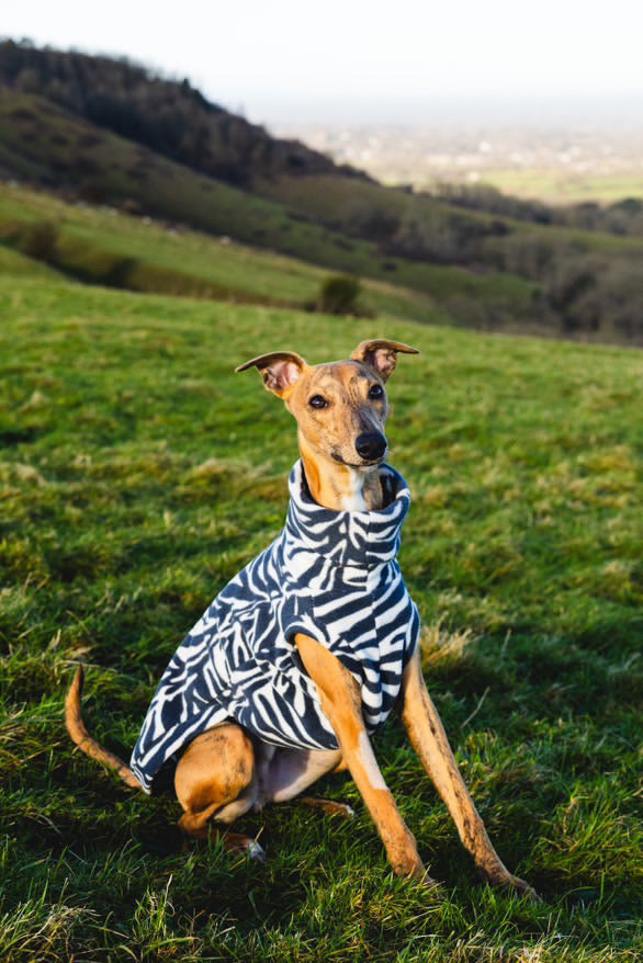 Bleu's Tankie For Whippets in Zebra Print Polar Fleece