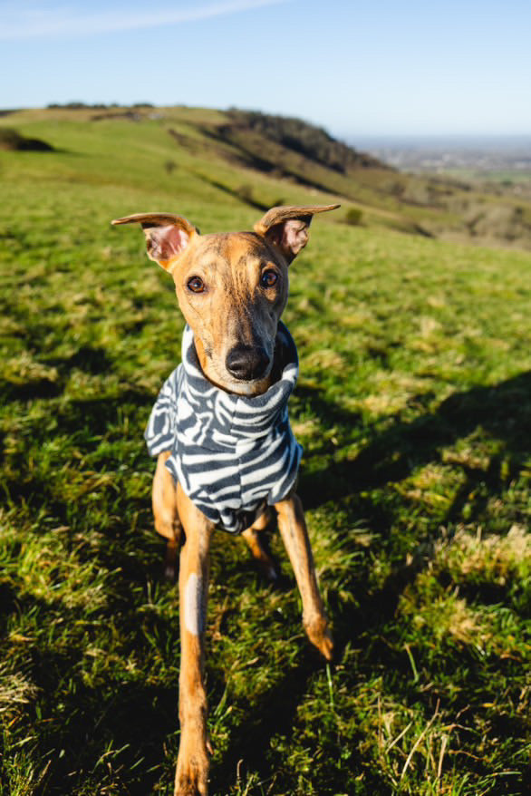 Bleu's Tankie For Whippets in Zebra Print Polar Fleece