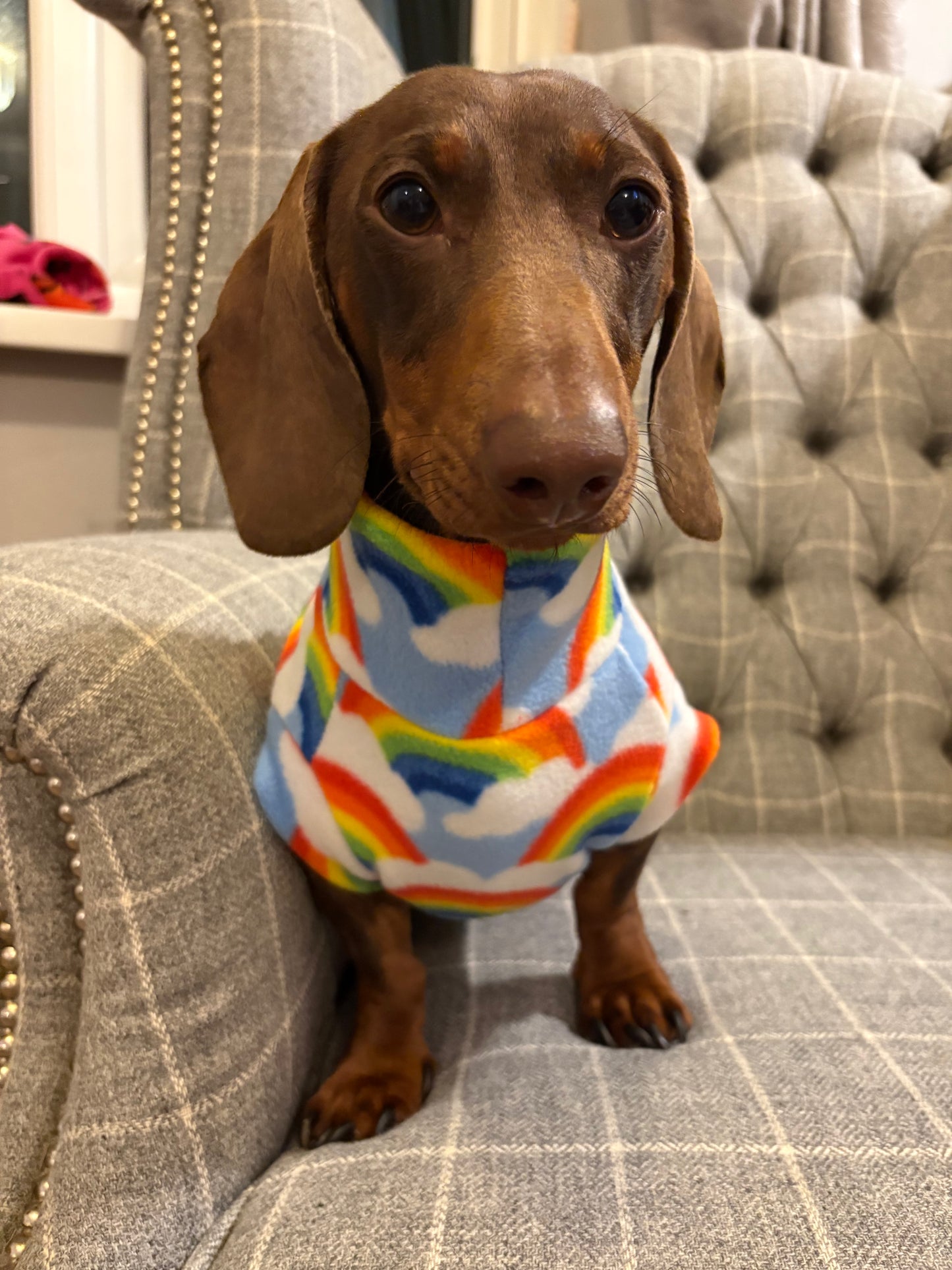 🌈New🌈 Limited Edition “over the rainbow” Dachshund/Small Breed Tankie