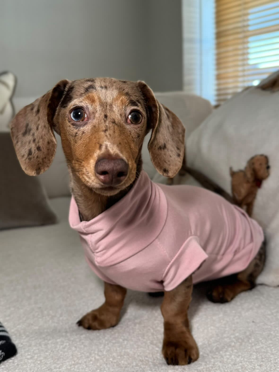 Bamboo Jersey T-Shirt Dachshund/Small Breed
