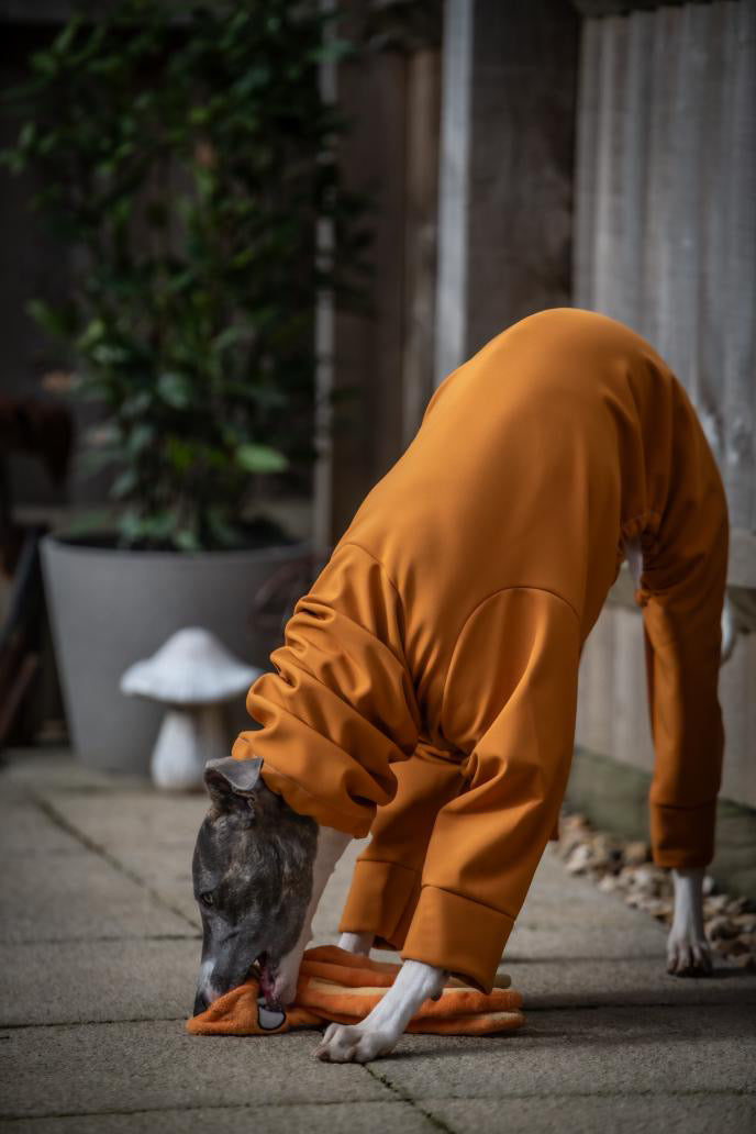 French Mustard Softshell Water Resistant Suit For Whippets