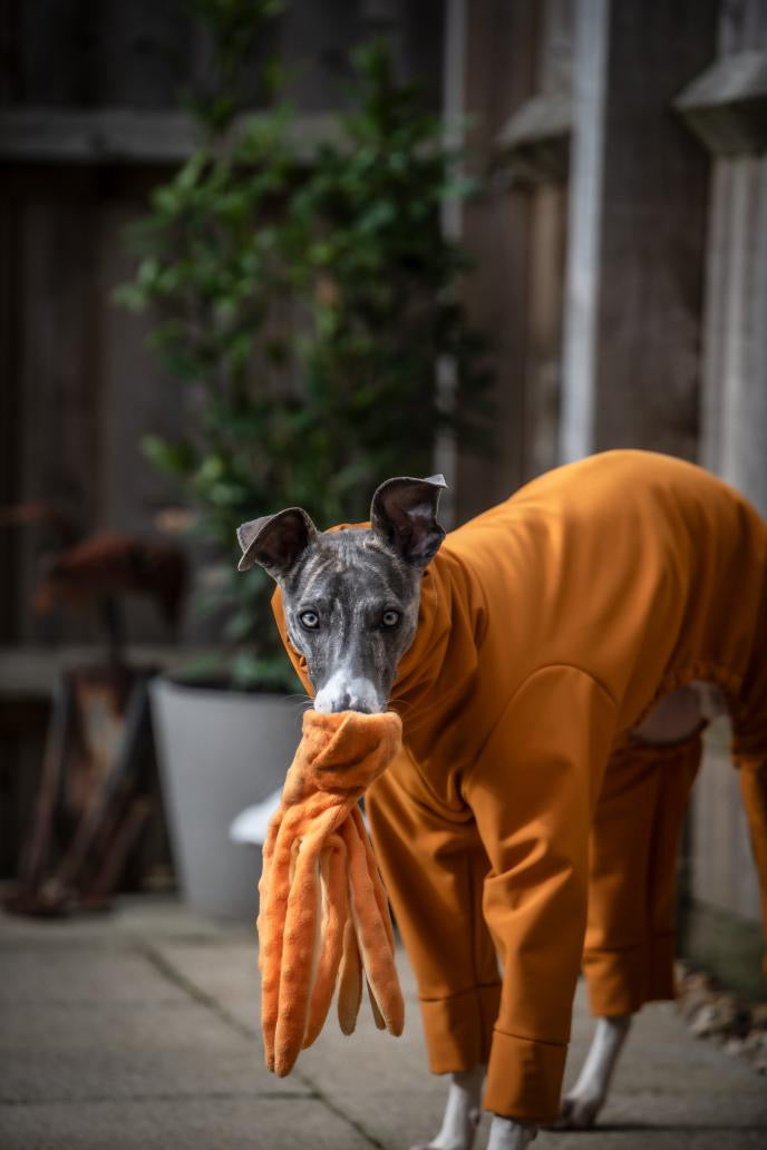 French Mustard Softshell Water Resistant Suit For Whippets