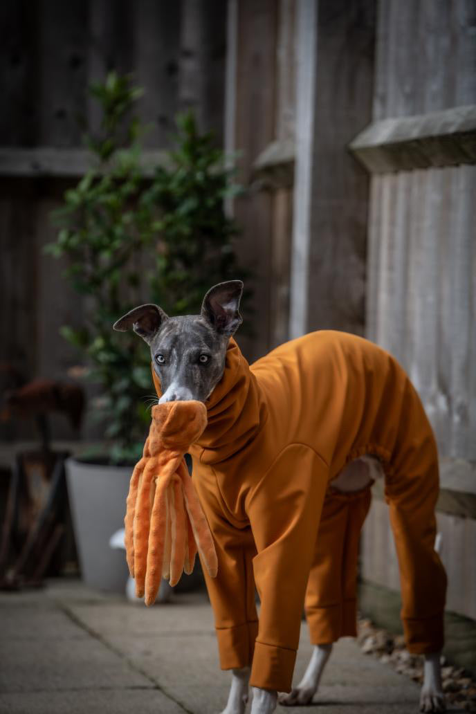 French Mustard Softshell Water Resistant Suit For Whippets