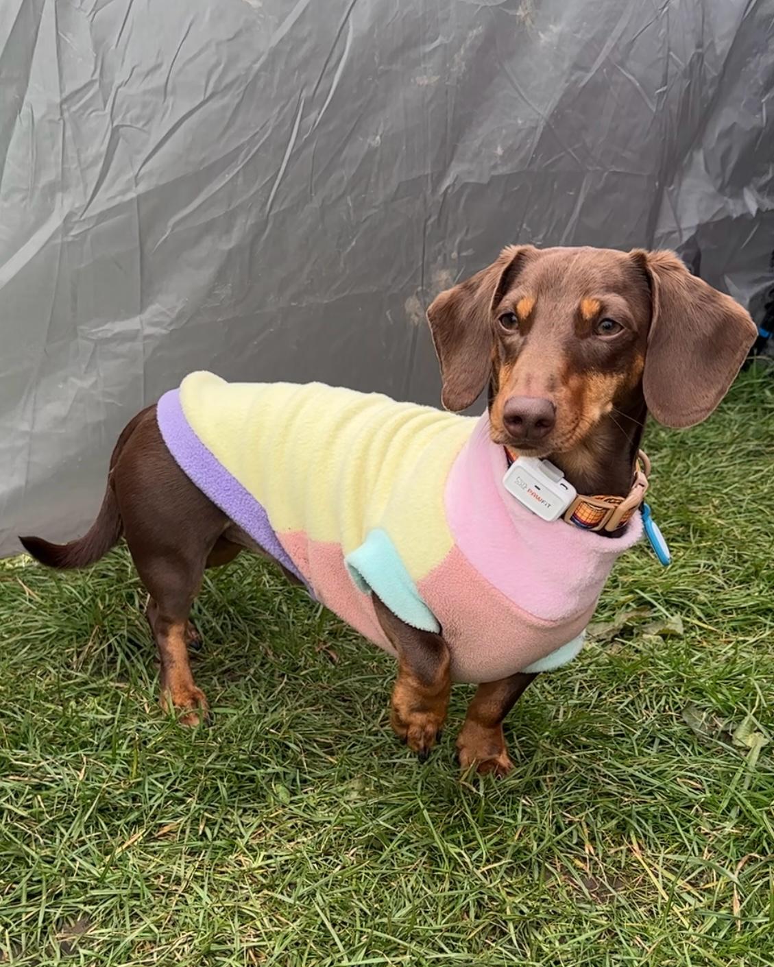 Pastel Fleece Dachshund Tankie