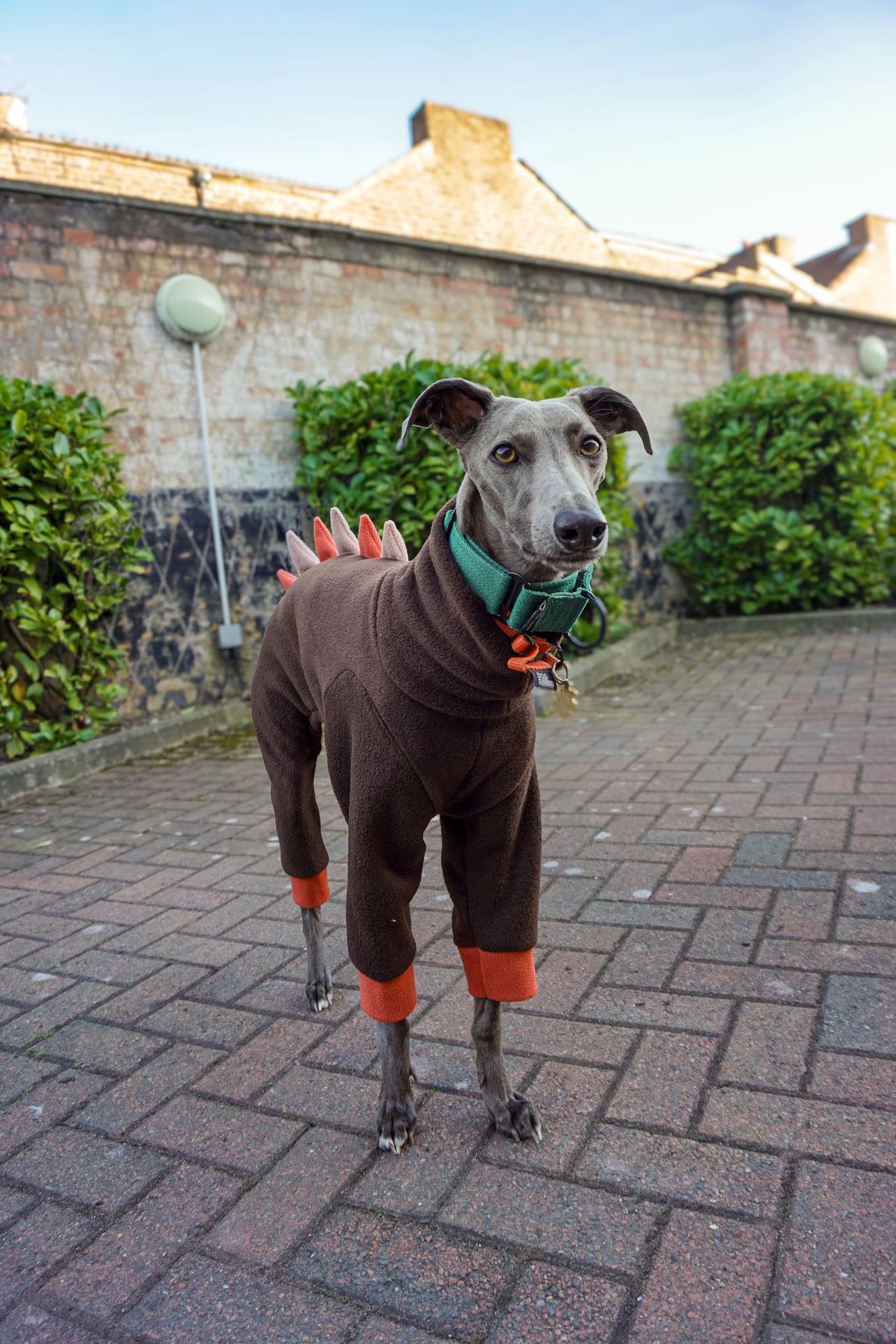 The “Soup” Adventurer Dinosaur Fleece Onesie For Whippets in Chocolate, Terracotta & Tan