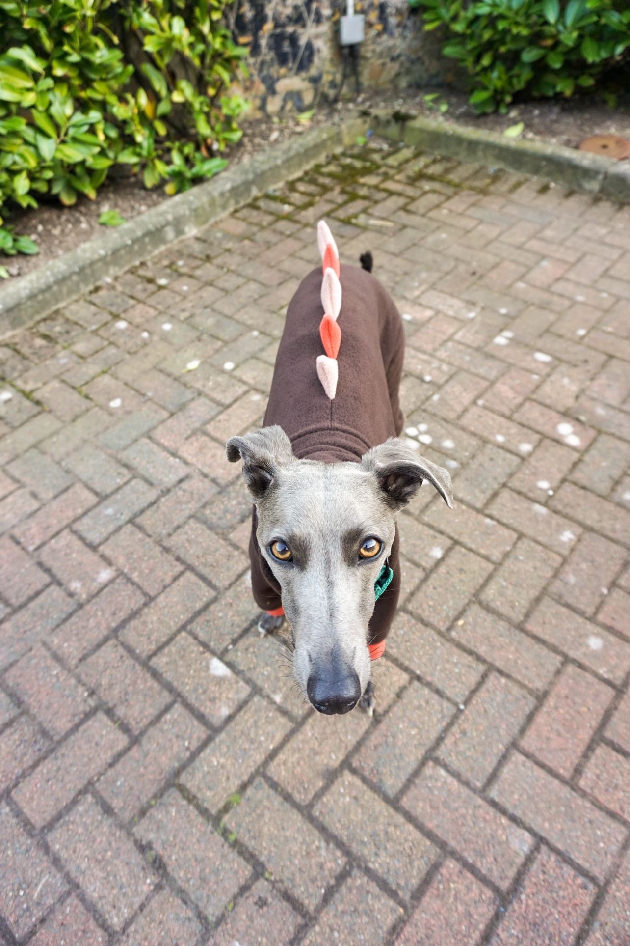 The “Soup” Adventurer Dinosaur Fleece Onesie For Whippets in Chocolate, Terracotta & Tan