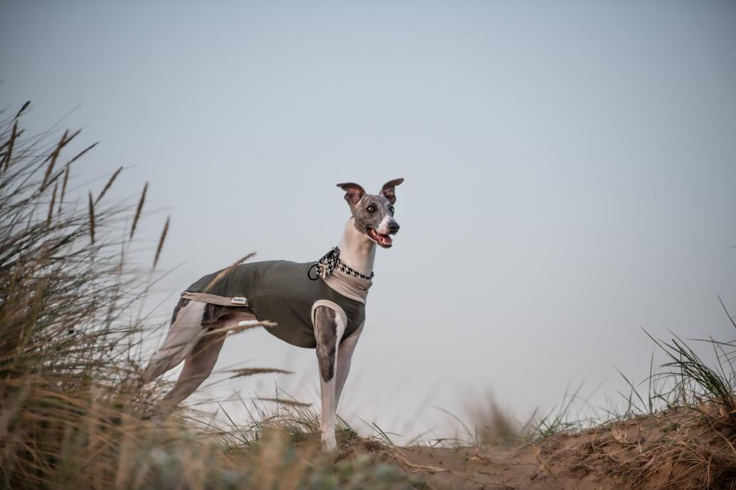 Whippet Bamboo Jersey Tankie
