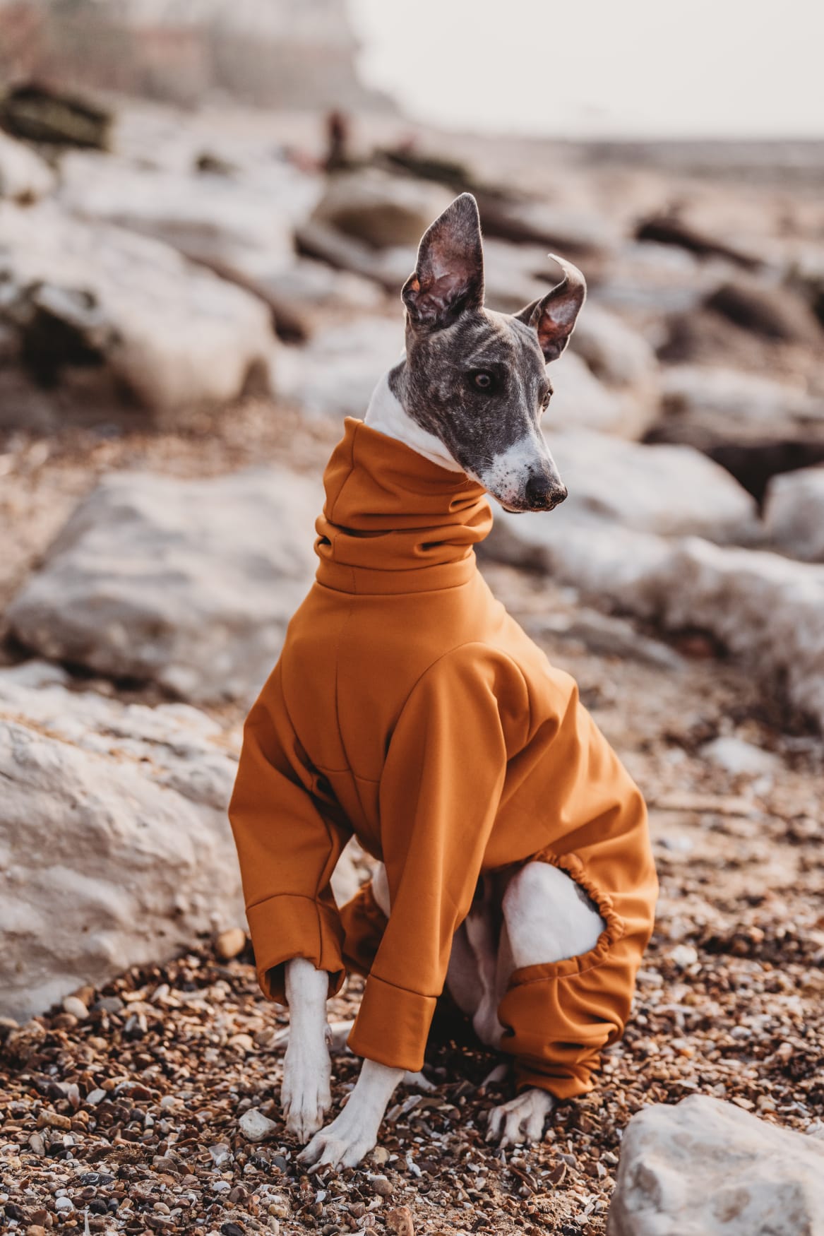 Softshell Water Resistant Suit For Whippets
