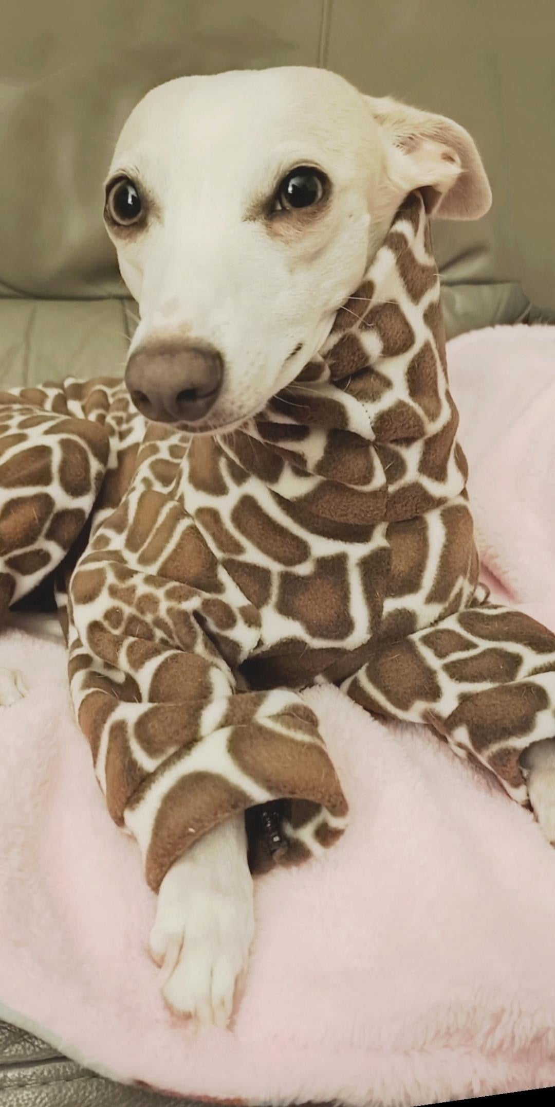Giraffe Fleece Onesie For Iggies & Whippets