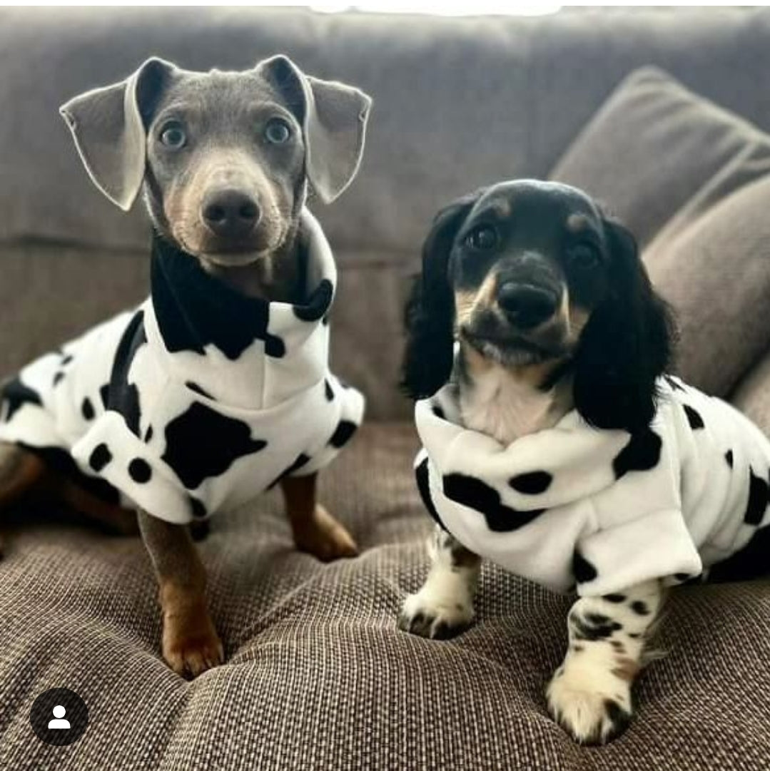 Cow Print Dachshund/Small Breed Tankie