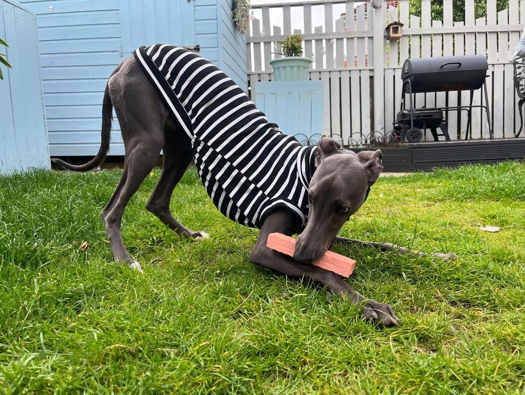 Black & White Stripe Lightweight Jersey Stretch Tankie