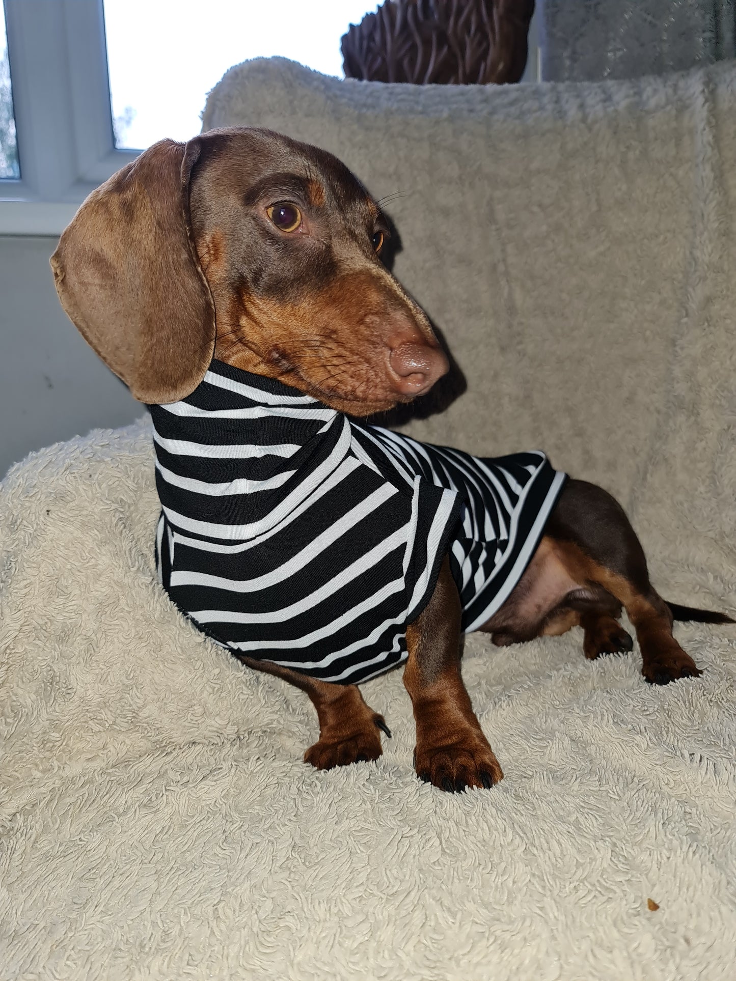 Stripe Jersey T-Shirt Dachshund/Small Breed