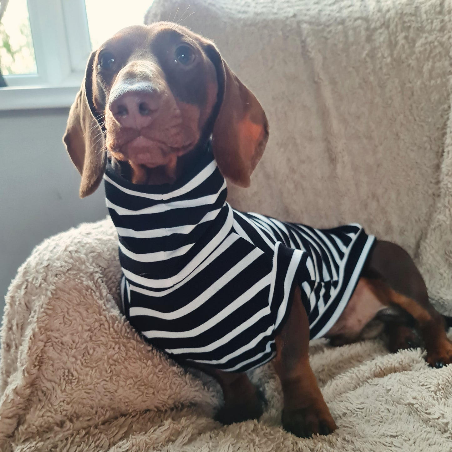 Stripe Jersey T-Shirt Dachshund/Small Breed