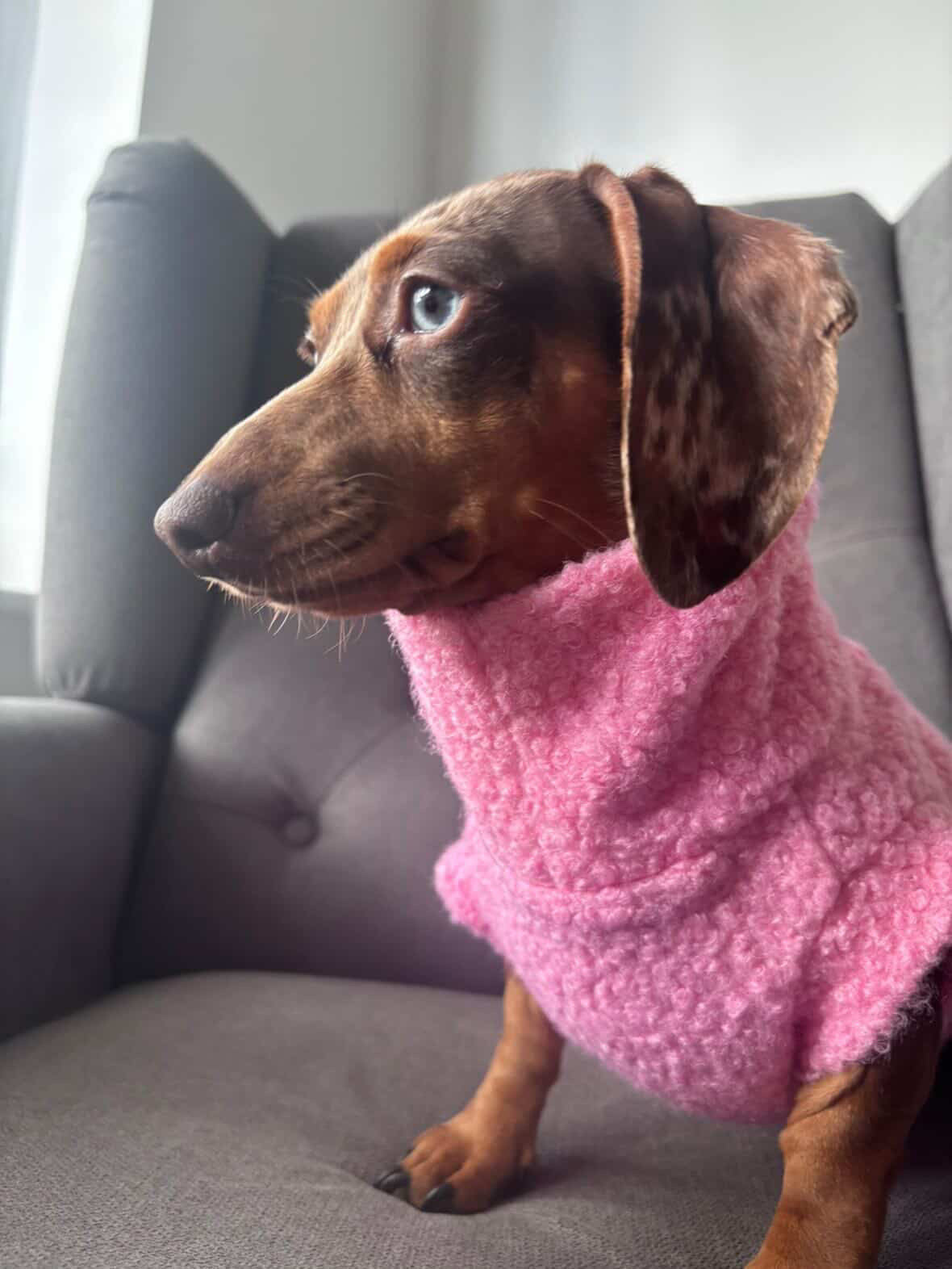 Boucle Dachshund Tankie In Various Colours