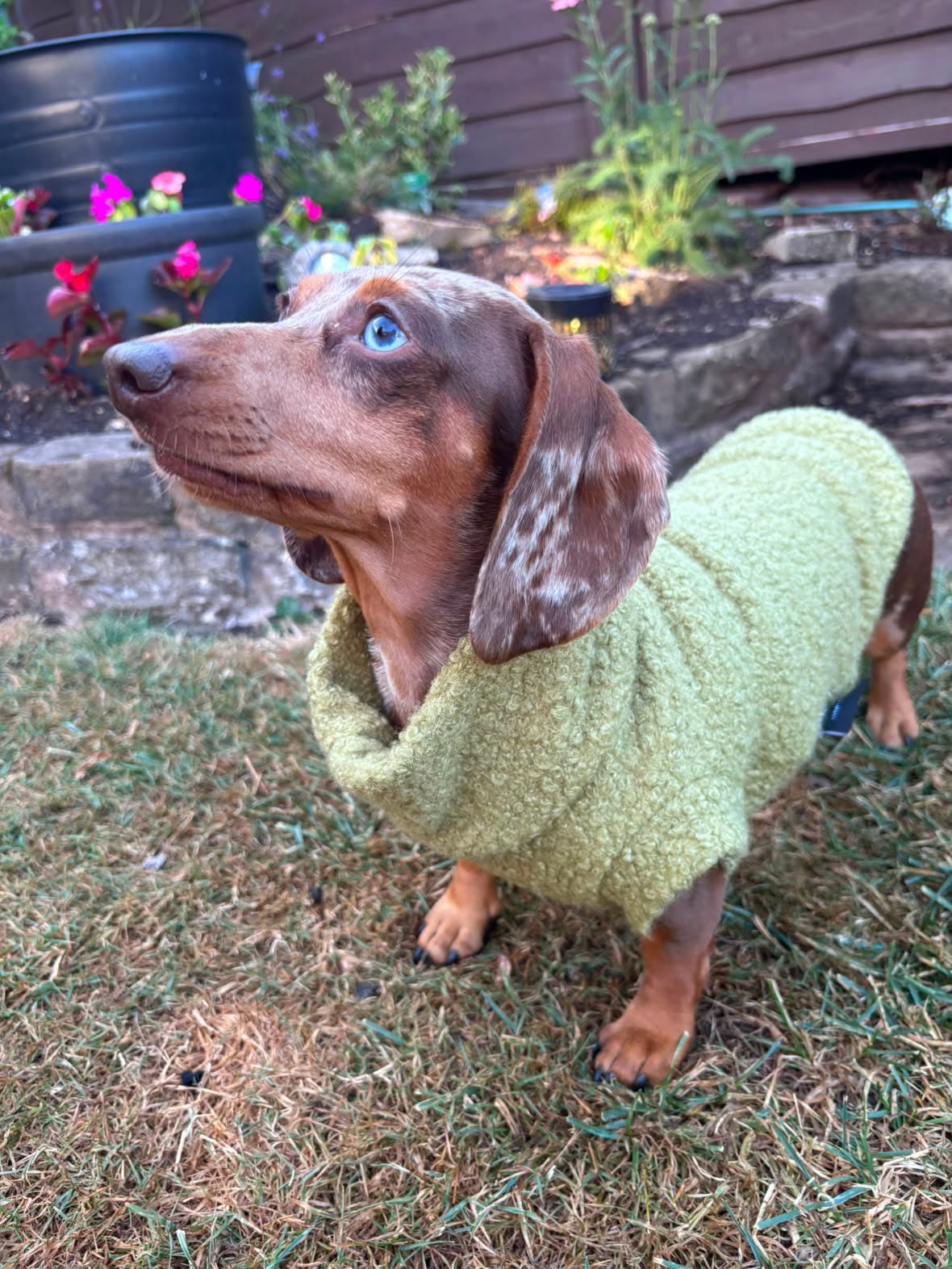 Boucle Dachshund Tankie In Various Colours