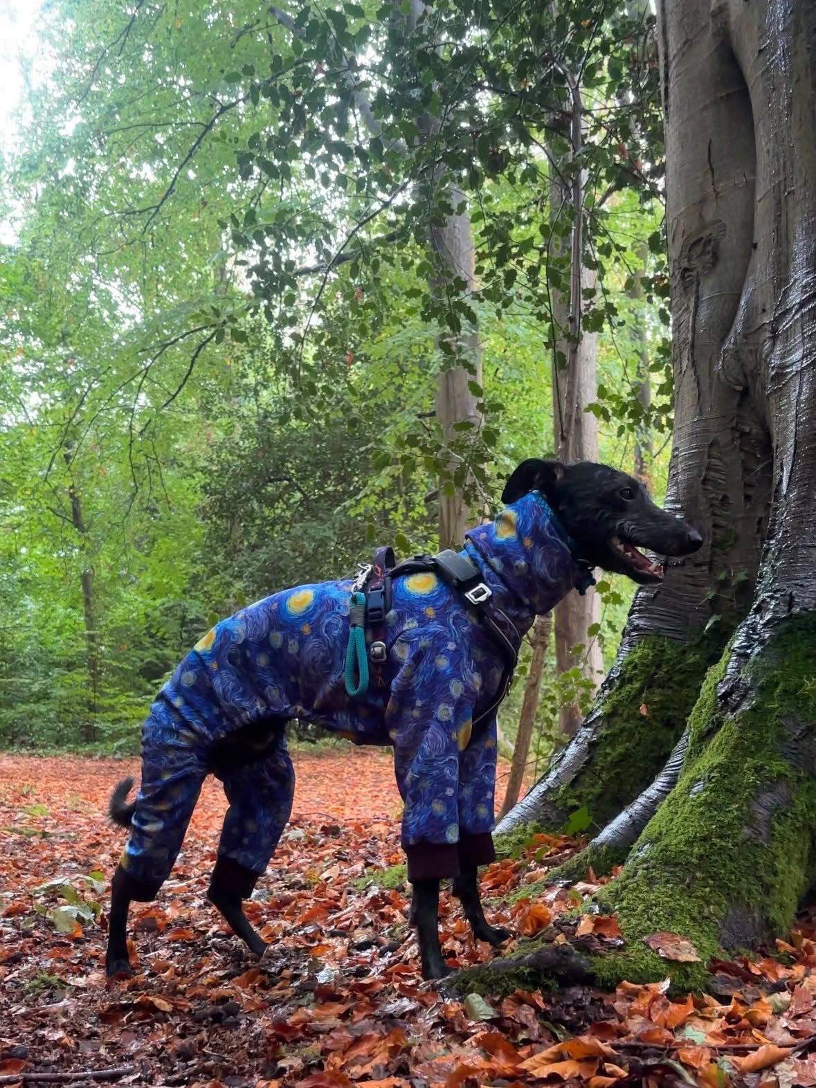 The “Starry Night” Rainsuit Onesie For Iggies & Whippets