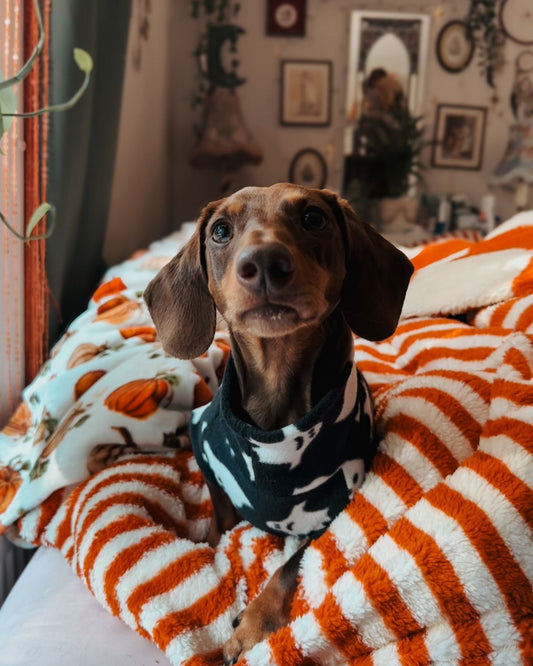 *NEW* PRE-ORDER FOR DELIVERY EARLY OCTOBER Black & White Ghosties Dachshund Fleece