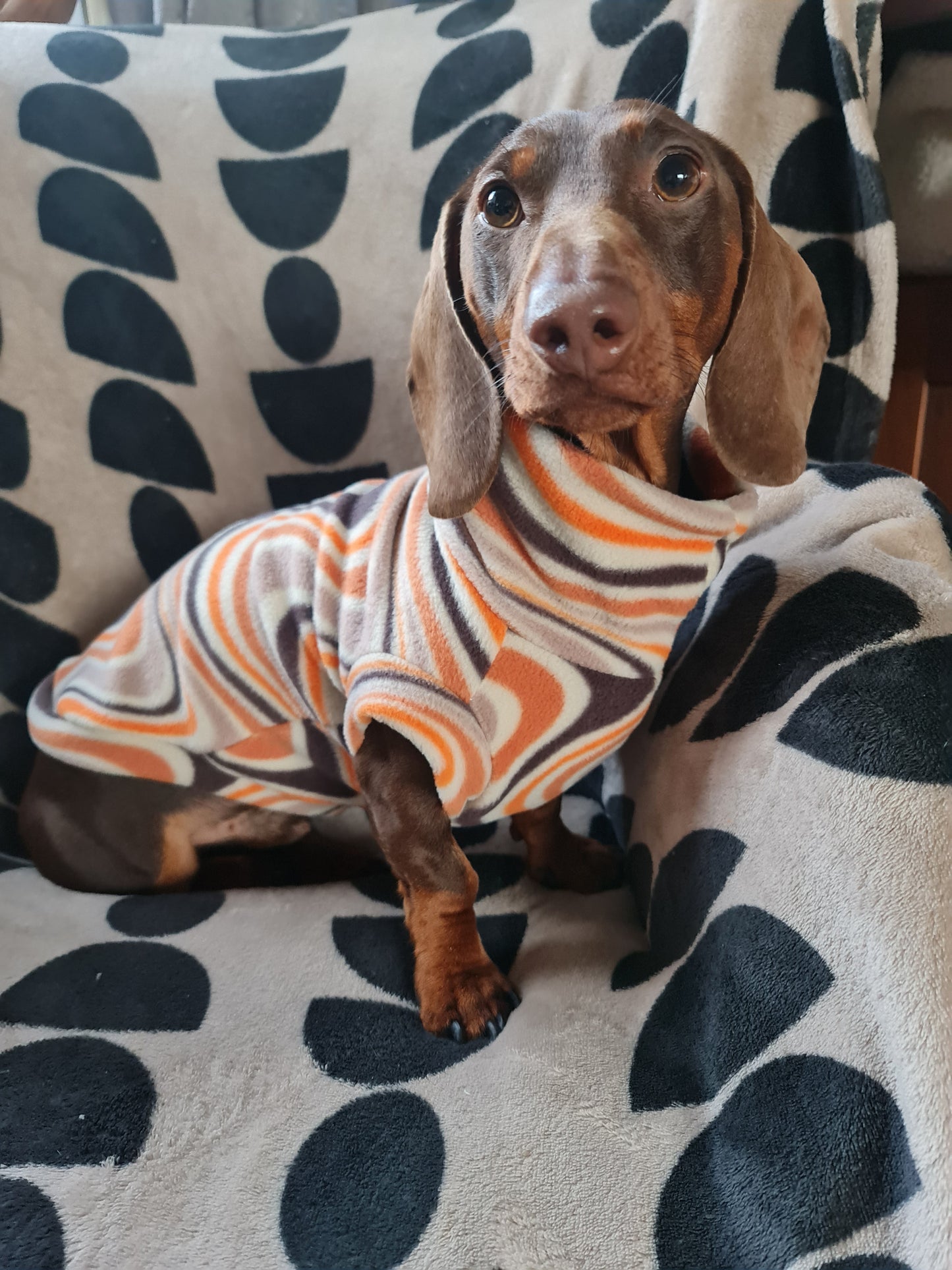 *NEW* Dachshund Chocolate Orange Tankie