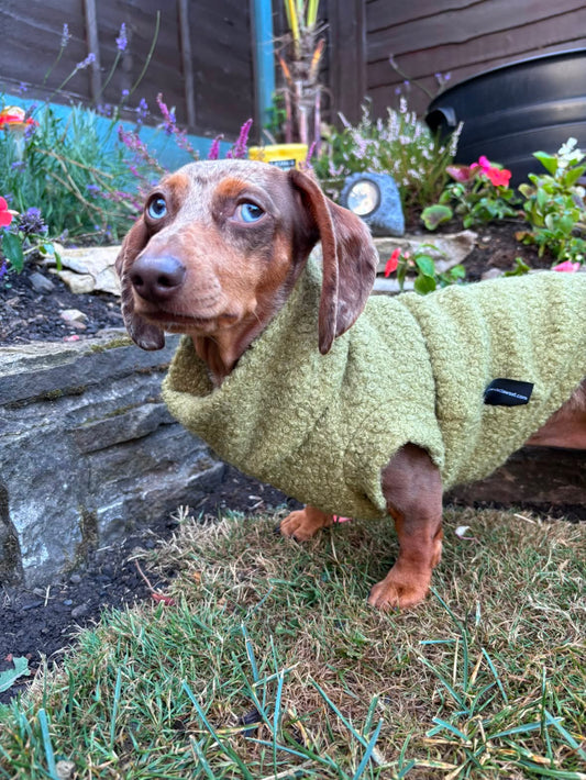 Boucle Dachshund Tankie In Various Colours