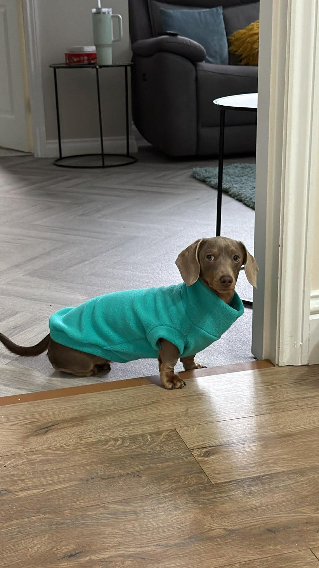 Dachshund/Small Breed Tankie