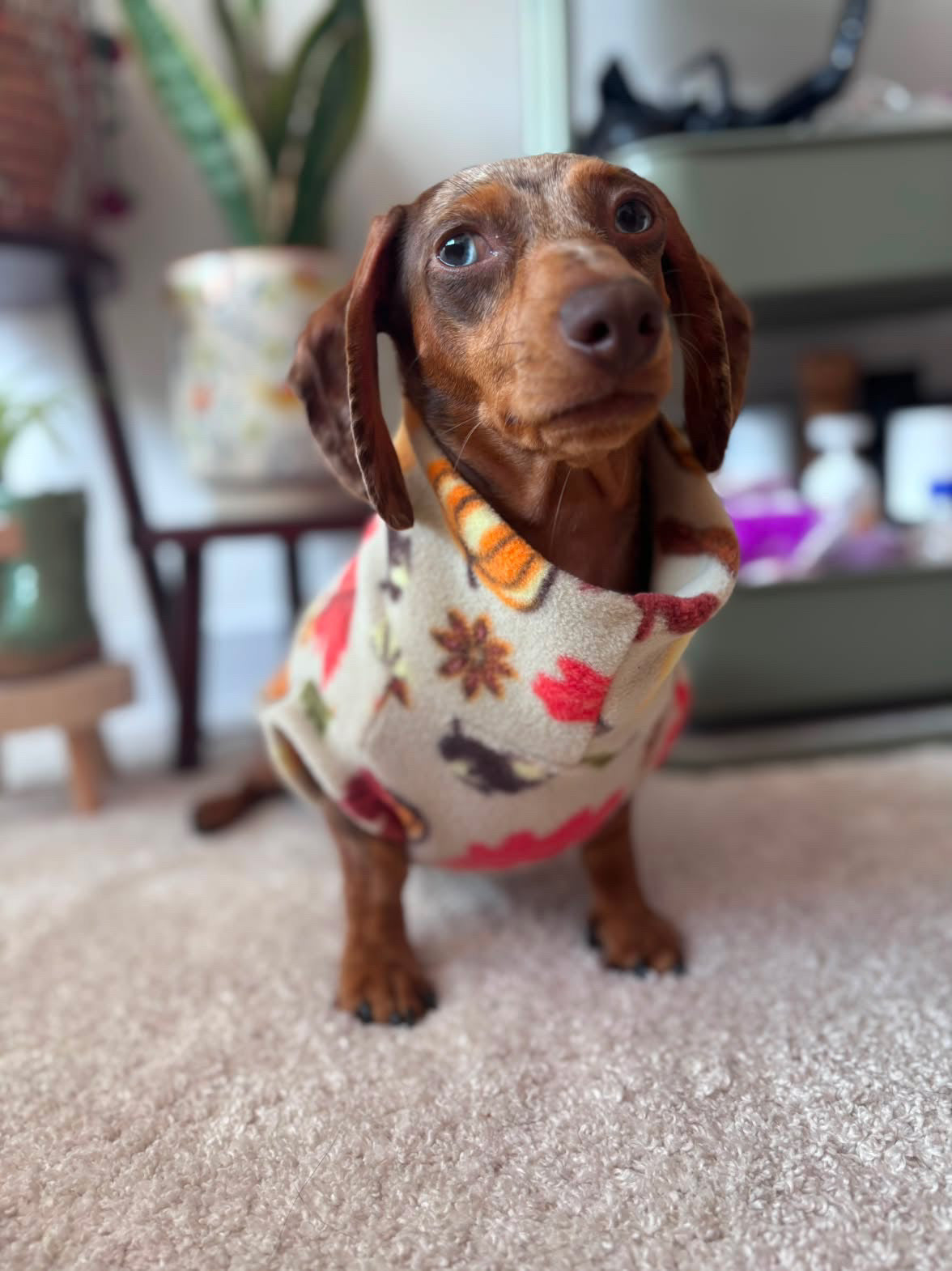 Pumpkin Spice Dachshund Tankie