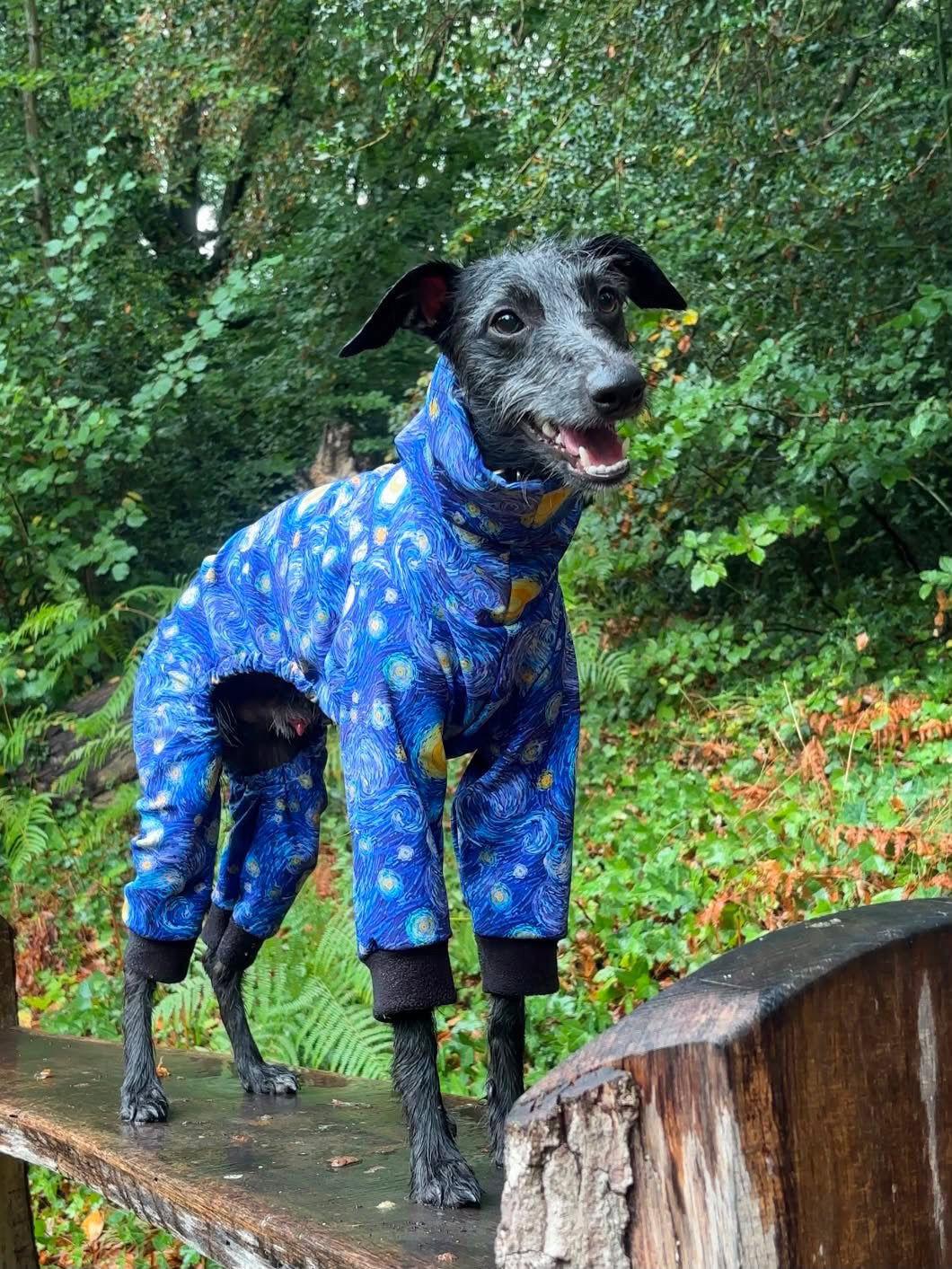 The “Starry Night” Rainsuit Onesie For Iggies & Whippets