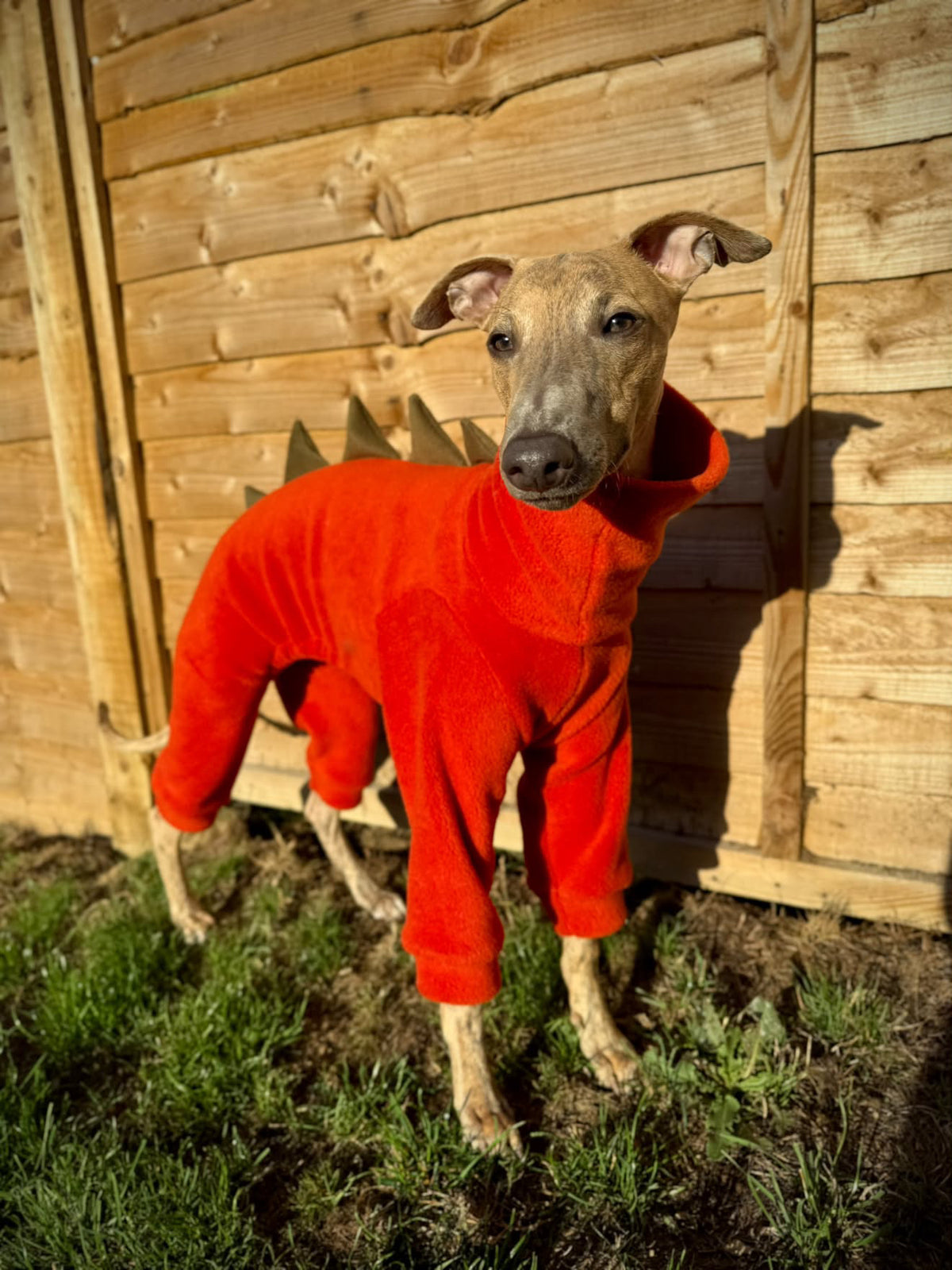 The “Rupert” Dinosaur Onesie For Iggies, whippets & Custom (Copy)